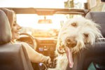 Dog Appreciates Houston Mobile Mechanics